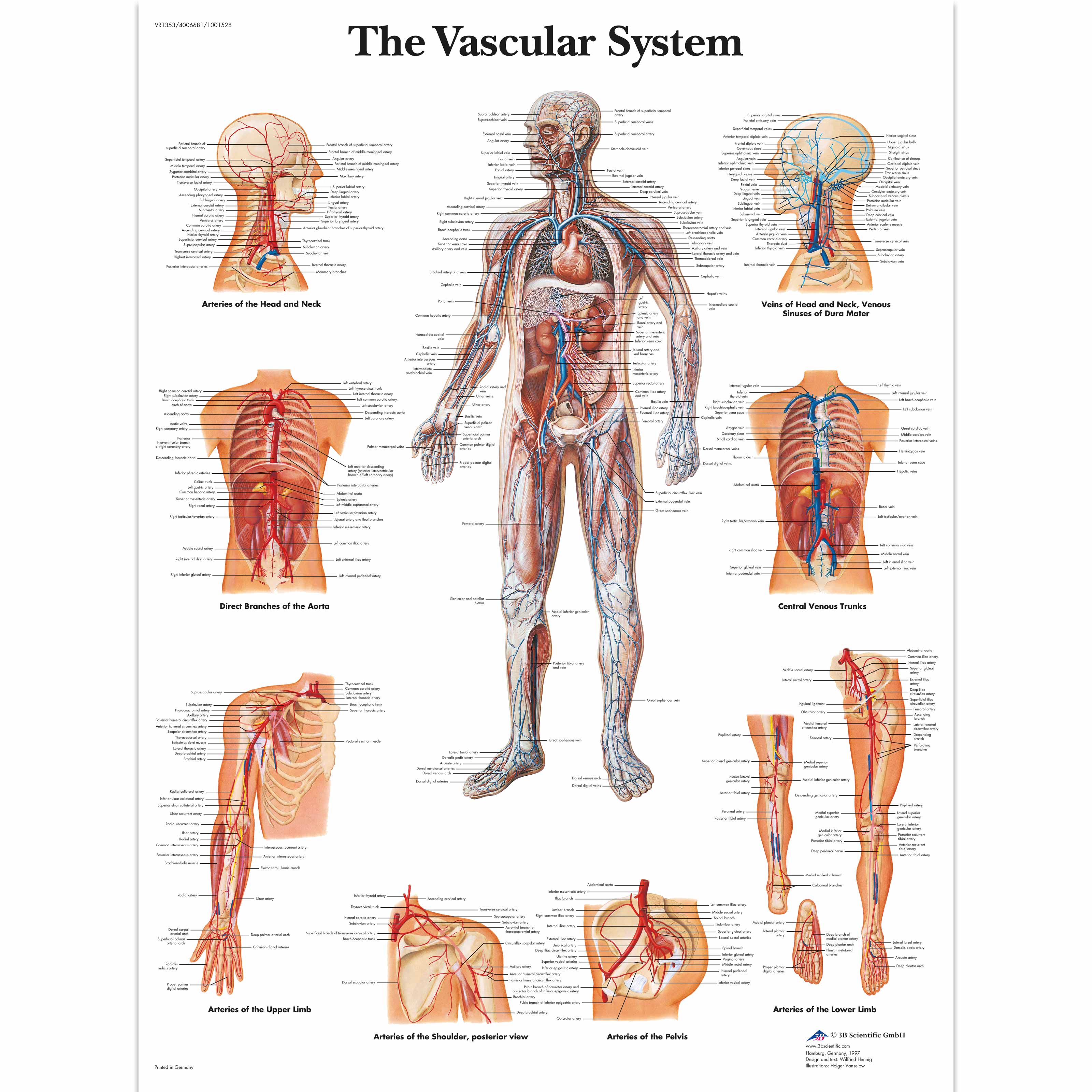 Anatomical Charts and Posters, Anatomy Charts