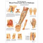 Lehrtafel - Clinically Important Blood Vessel and Nerve Pathways, 1001530 [VR1359L], Herz-Kreislauf-System