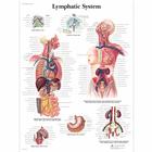 Lymphatic System, 1001540 [VR1392L], Плакаты по лимфатической системе