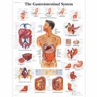 The Gastrointestinal System, 1001542 [VR1422L], Плакаты по пищеварительной системе