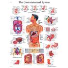 Gastrointestinal System STICKYchart™, VR1422S, El sistema digestivo