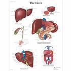 The Liver, 4006689 [VR1425UU], Плакаты по метаболической системе