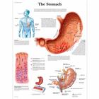 The Stomach, 1001546 [VR1426L], Плакаты по пищеварительной системе