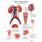 The Urinary Tract - Anatomy and Physiology, 1001562 [VR1514L], Плакаты по мочеполовой системе
