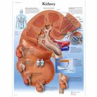 Kidney, 1001564 [VR1515L], Плакаты по метаболической системе
