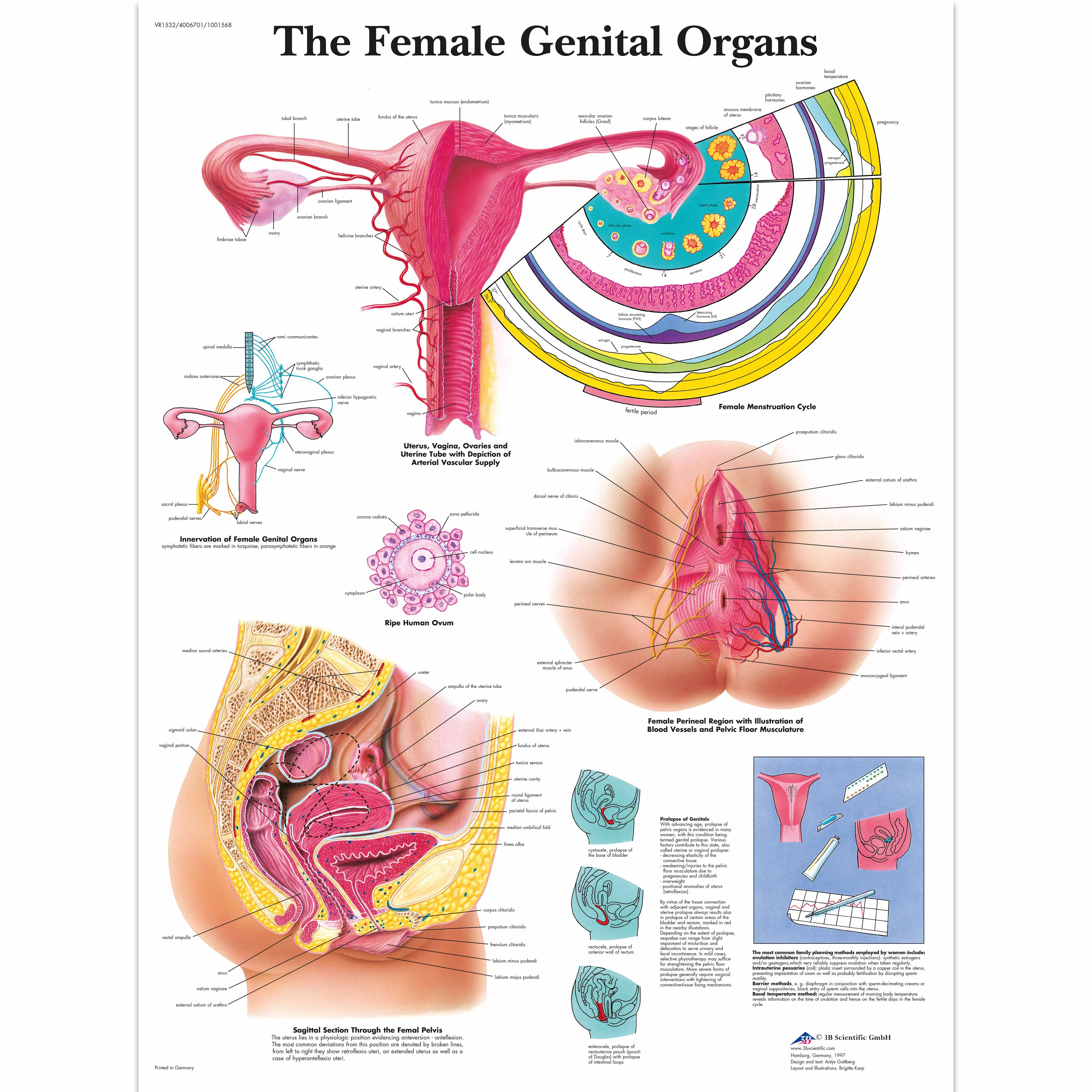 The Female Genital Organs Chart 4006701 3B Scientific VR1532UU 