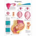 Pregnancy, 1001572 [VR1554L], Плакаты по беременности и родам
