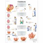 Childbirth, 1001574 [VR1555L], Плакаты по беременности и родам
