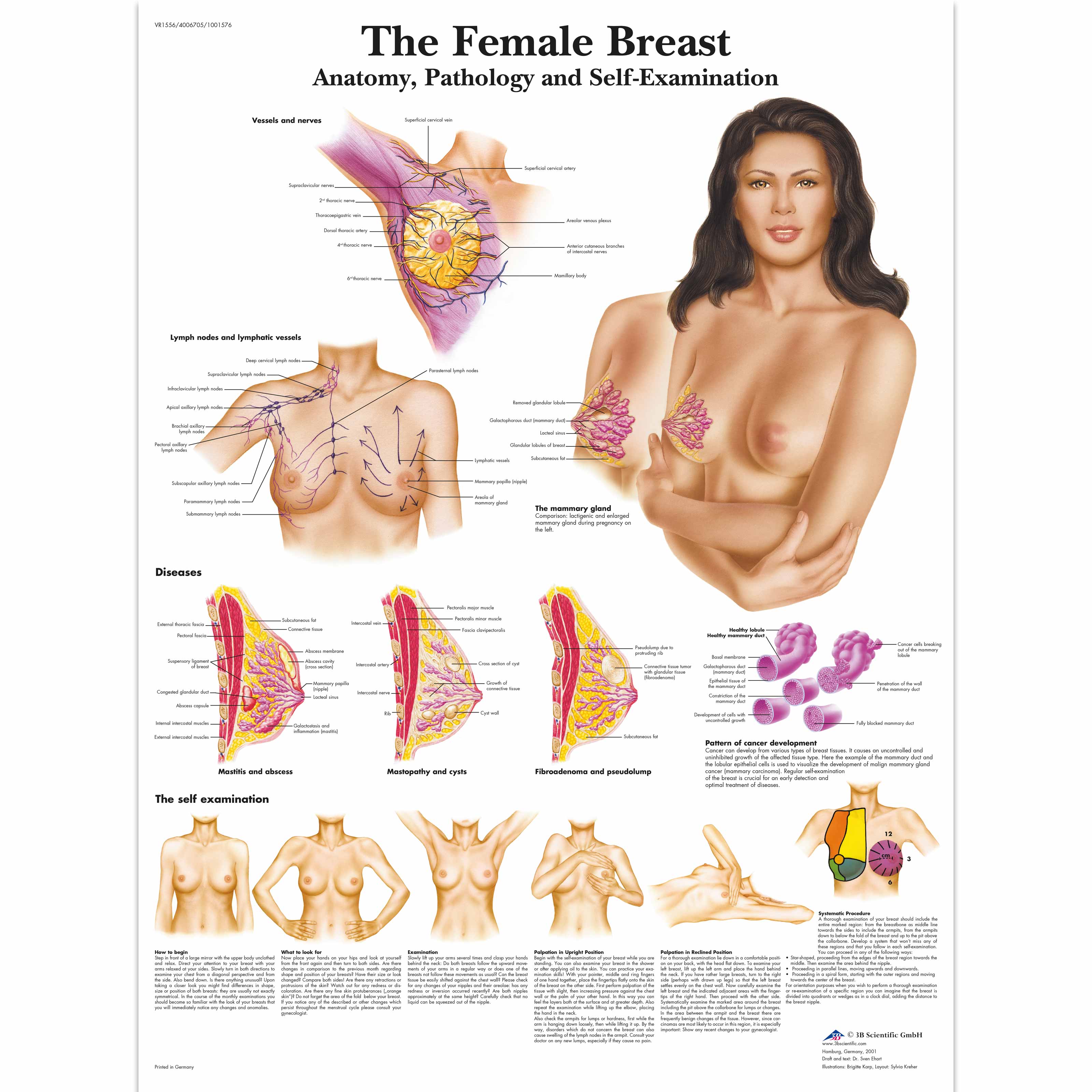 The anatomical structure of the female breast The shape and