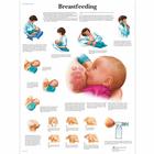 Breastfeeding, 1001578 [VR1557L], Плакаты по беременности и родам