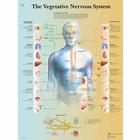 The Vegetative Nervous System Chart, 4006708 [VR1610UU], Плакаты по мозгу и нервной системе