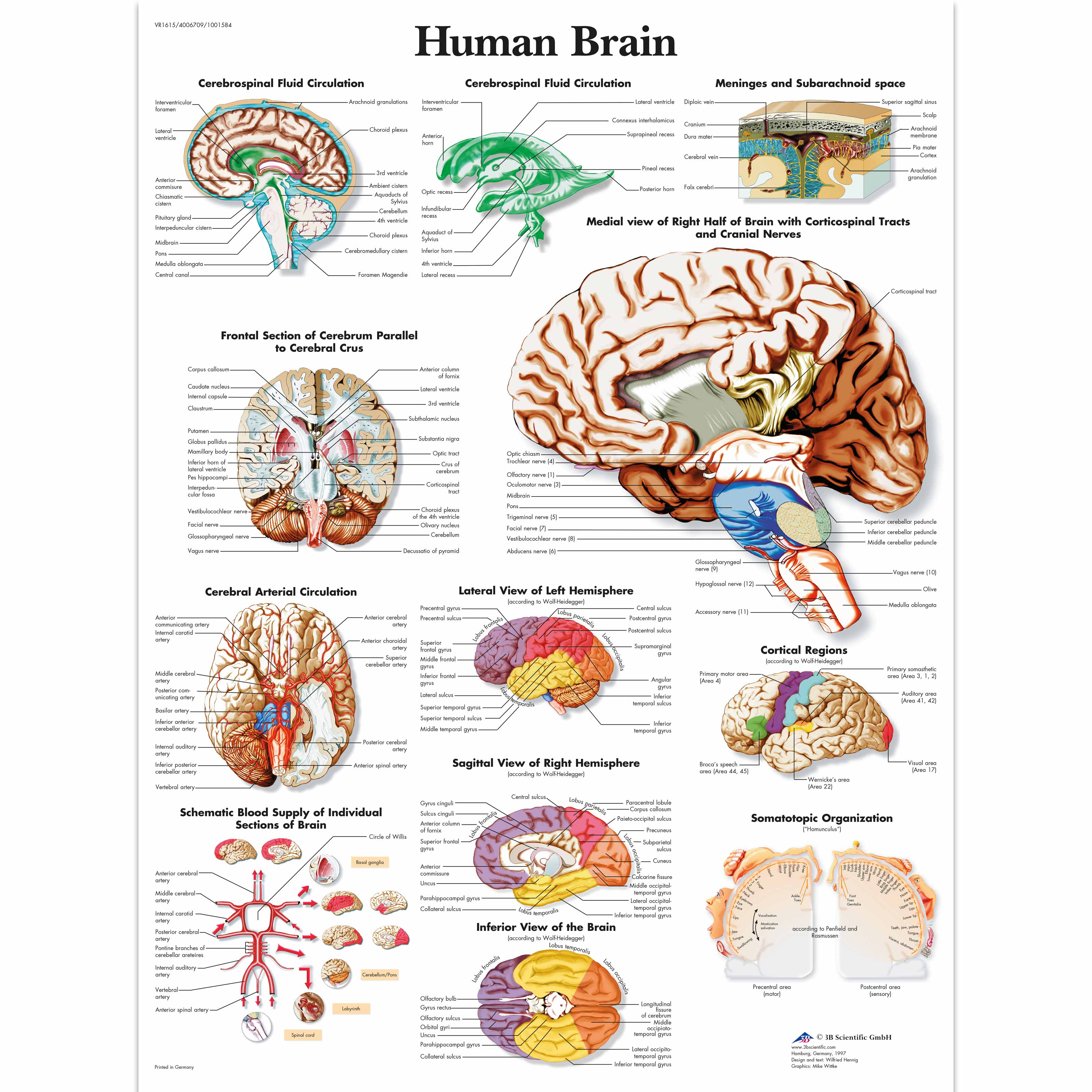 Anatomy Of The Brain Anatomical Chart Laminated Ph | Images and Photos ...