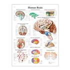 Human Brain STICKYchart™ 
, VR1615S, Cerebro y sistema nervioso