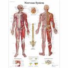 Nervous System, 1001586 [VR1620L], Плакаты по мозгу и нервной системе