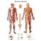 Nervous System STICKYchart™, VR1620S, Cerebro y sistema nervioso