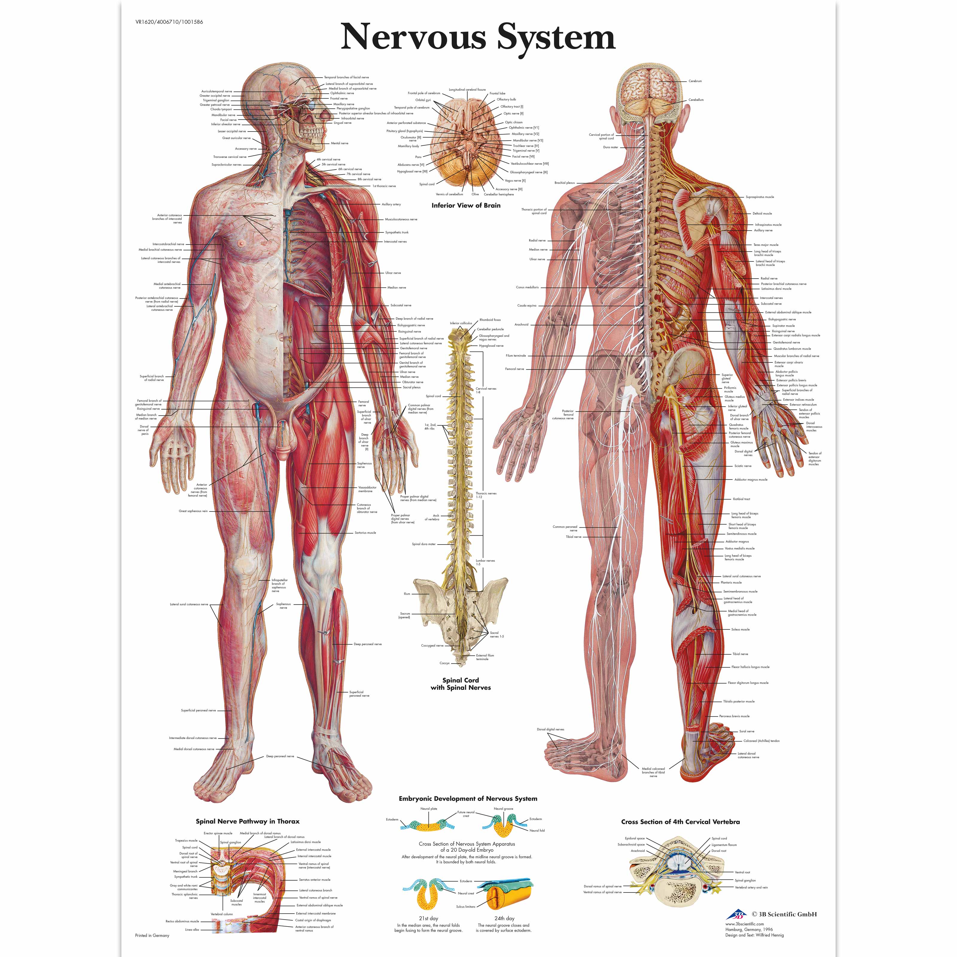 map of nerves in human body
