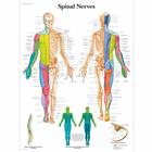 Spinal Nerves, 1001588 [VR1621L], Плакаты по мозгу и нервной системе