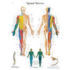 Spinal Nerves STICKYchart™, VR1621S, Sistema Esquelético