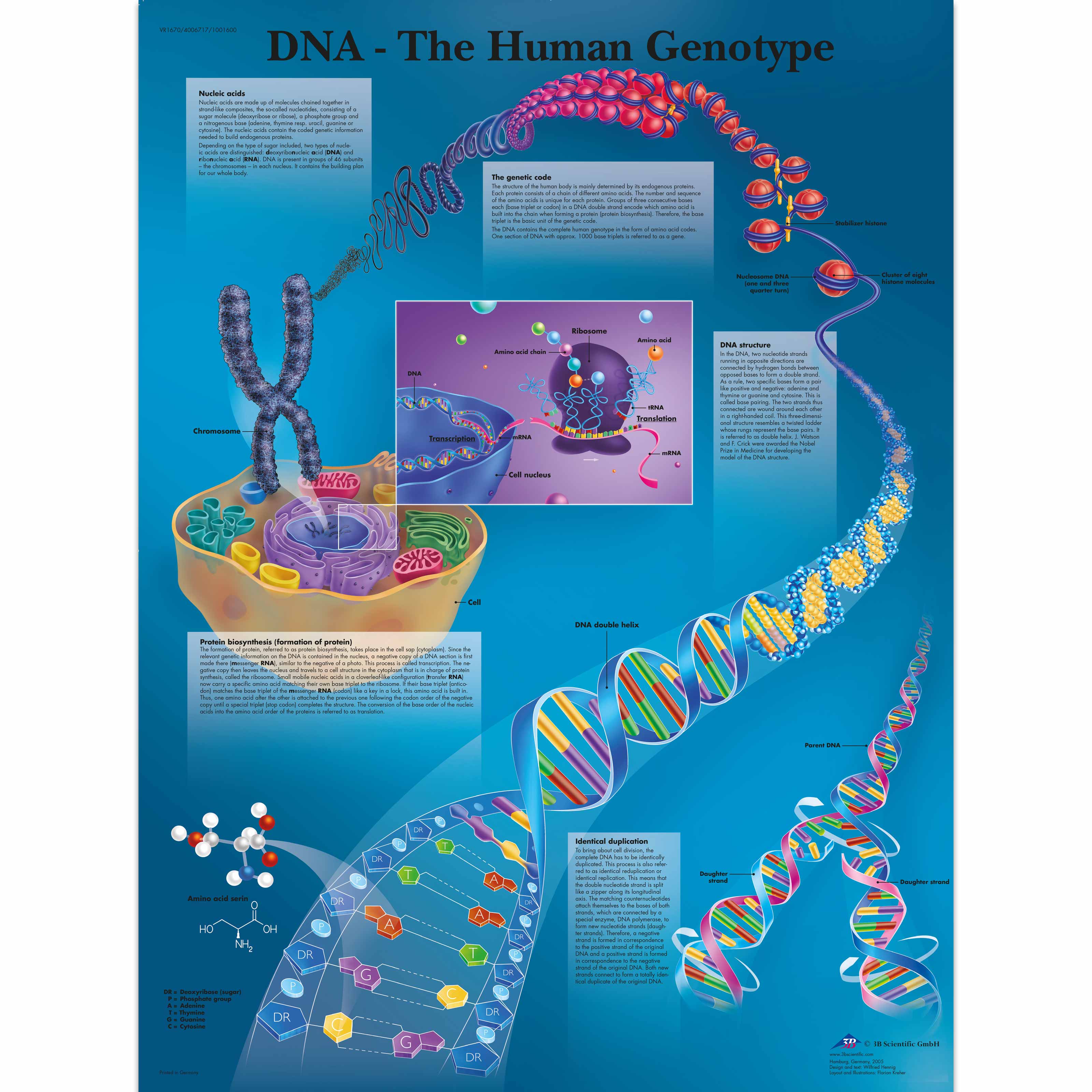 Biology Charts and Posters Biology Charts DNA Poster Human