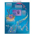 DNA - Human Genotype STICKYchart™, VR1670S, Citogenética
