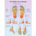 Foot Reflex Zone Massage, 1001624 [VR1810L], Плакаты по акупунктуре