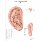 Ear Acupuncture, 4006731 [VR1821UU], Акупунктура аксессуары