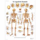 Le squelette humain, 1001630 [VR2113L], Плакаты по опорно-двигательному аппарату человека