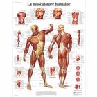 La musculature, 1001632 [VR2118L], Плакаты по мышечной системе
