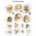 Le crâne humain, 1001640 [VR2131L], Sistema Esquelético