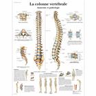 La colonne vertébrale, Anatomie et pathologie, 4006739 [VR2152UU], 骨骼系统