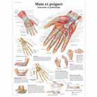 Main et poignet - Anatomie et pathologie, 1001648 [VR2171L], Sistema Esqueletico
