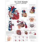 Le cœur humain, Anatomie et physiologie, 4006762 [VR2334UU], 心脏健康和身体健康教育示意图
