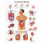 Le système digestif, 4006771 [VR2422UU], El sistema digestivo
