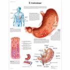 L'estomac, 4006773 [VR2426UU], 消化系统