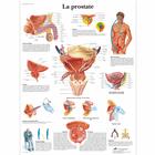 La prostate, 1001733 [VR2528L], 泌尿系统