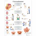 L'accouchement, 1001741 [VR2555L], Плакаты по беременности и родам
