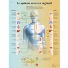  Le système nerveux végétatif, 4006791 [VR2610UU], 大脑和神经系统