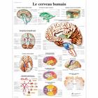 Le cerveau humain, 1001751 [VR2615L], 大脑和神经系统