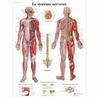 Le système nerveux, 1001753 [VR2620L], Плакаты по мозгу и нервной системе