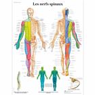 Les nerfs spinaux, 4006794 [VR2621UU], Плакаты по мозгу и нервной системе