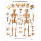 El esqueleto humano, 4006814 [VR3113UU], 骨骼系统