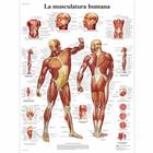 La Musculatura humana, 1001801 [VR3118L], Плакаты по мышечной системе