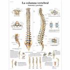La columna vertebral - Anatomía y patología, 1001811 [VR3152L], 骨骼系统