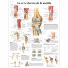 La articulación de la rodilla, 1001819 [VR3174L], 骨骼系统