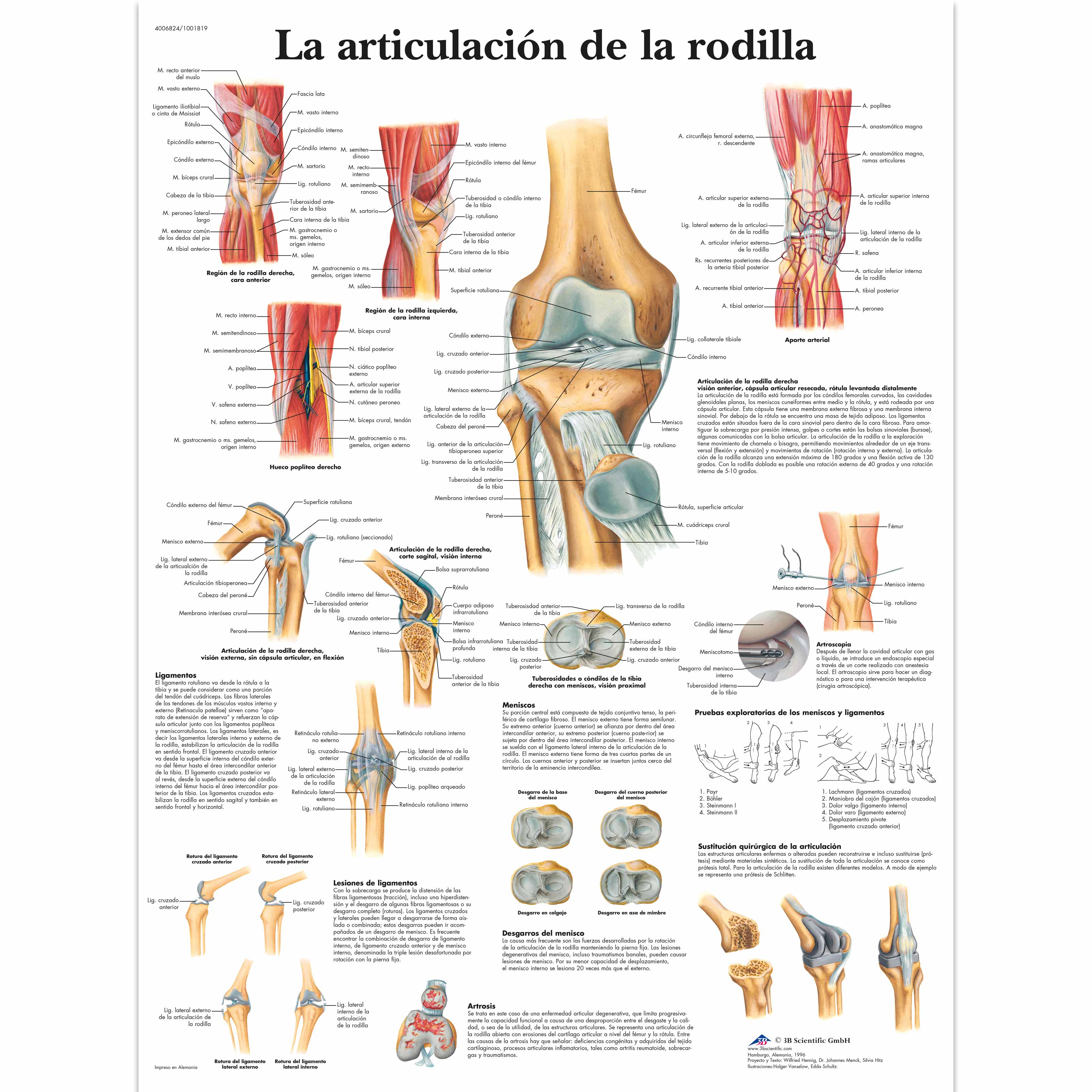 La articulación de la rodilla - 1001819 - VR3174L - Sistema Esqueletico -  3B Scientific
