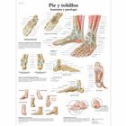 Pie y tobillos - Anatomía y patología, 1001821 [VR3176L], Sistema Esqueletico