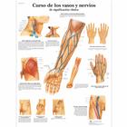 Curso de los vasos y nervios de significación clínica, 4006845 [VR3359UU], Плакаты по кардиоваскулярной системе