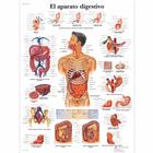 El aparato digestivo, 4006851 [VR3422UU], Плакаты по пищеварительной системе