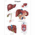 El hígado, 4006852 [VR3425UU], Плакаты по метаболической системе