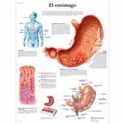 El estómago, 1001877 [VR3426L], Sistema digestivo